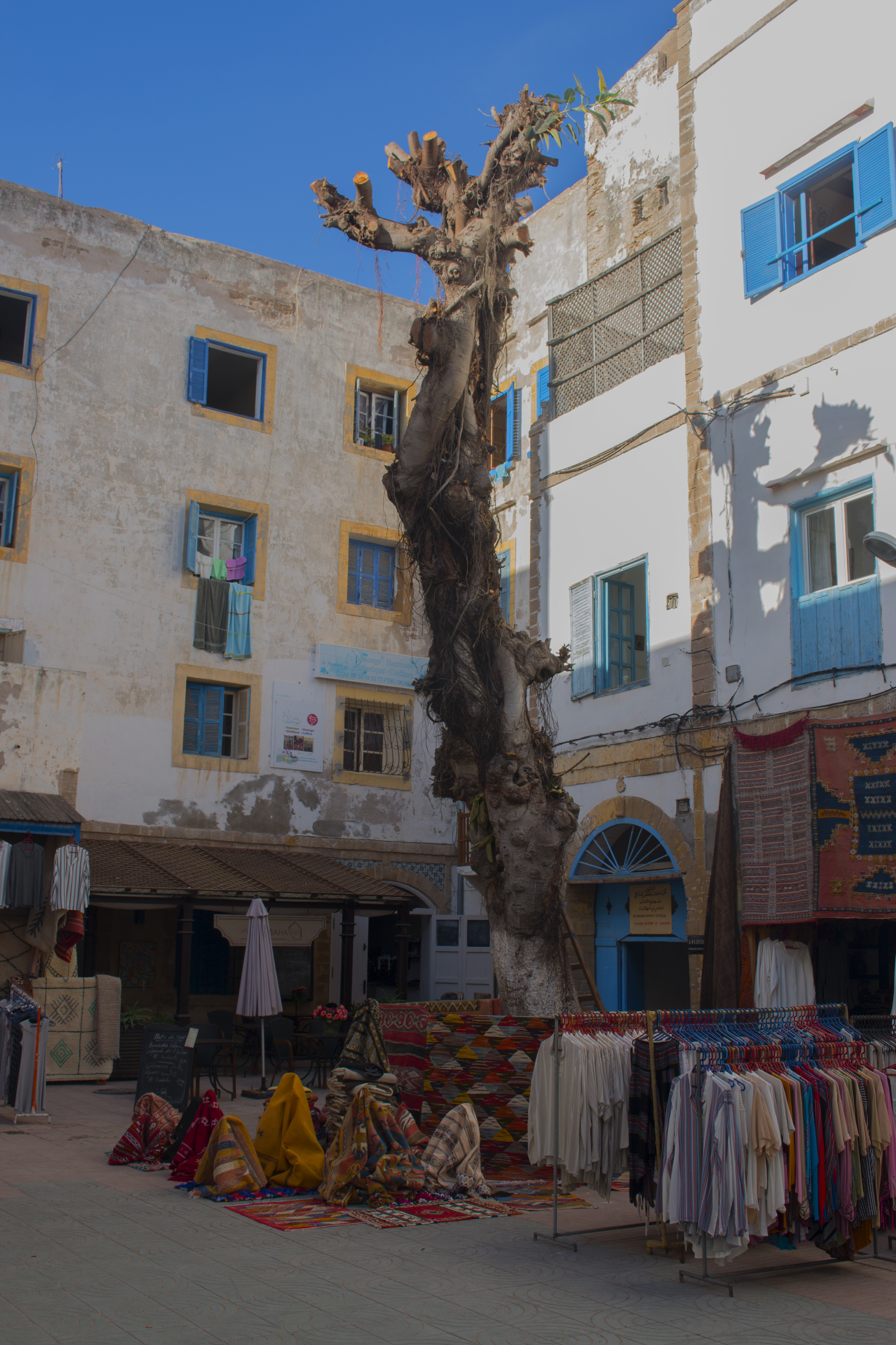 albero